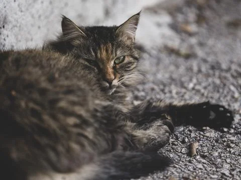 Tabby cat resting Stock Photos