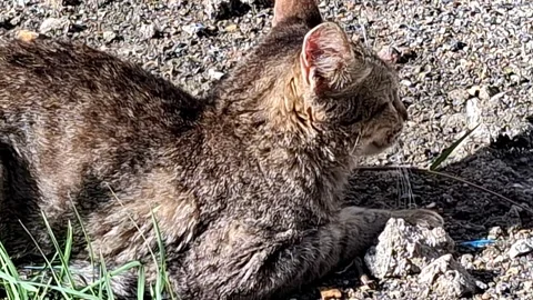 Tabby Cat Resting on Rocky Ground in Warm Sunlight Stock Footage 332634704