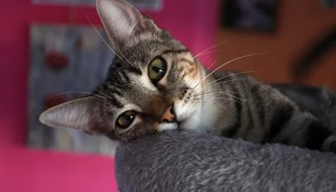 Tabby cat resting on a soft bed looking at the camera Stock Photos