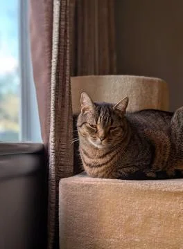 Tabby Cat Resting in Soft Window Light on a Beige Perch Stock Photos