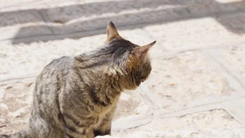 Tabby Cat Resting on Stone Surface in Natural Light — Peaceful Animal Moment Stock Footage 312584158