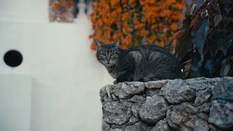 Tabby Cat Resting on Stone Wall in Mediterranean Setting Vídeos de archivo 331149609