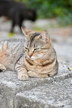 Tabby Cat Resting on a Stone Wall Outdoors Stock Photos