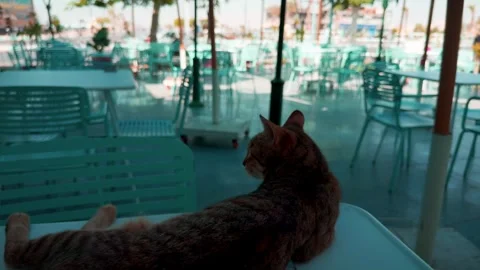 Tabby Cat Resting on Table at Outdoor Cafe Stock-Footage 313010665