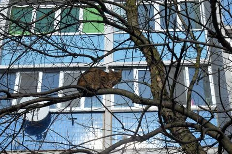 Tabby Cat Resting on Tree Branch in City 写真素材