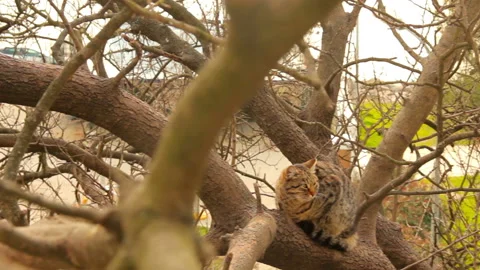 Tabby cat resting on a tree from a different angle Stock Footage 234932903
