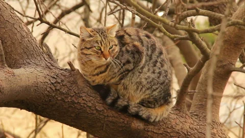 Tabby cat resting on a tree Stock Footage 234932308