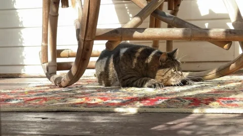 Tabby Cat Resting Under a Vintage Bamboo Rocking Chair on a Cozy Rustic Porch 動画素材 340422482