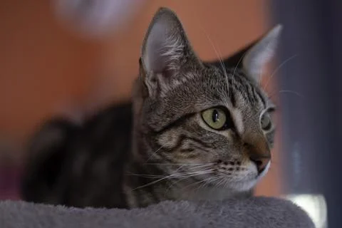 Tabby cat resting while looking alert Stock Photos