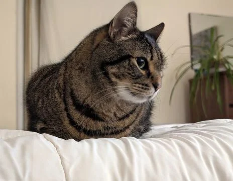 Tabby Cat Resting on White Comforter in Soft Indoor Lighting Stock Photos