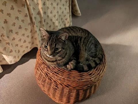 Tabby Cat Resting on Wicker Basket on Worn Rug at Night Stock Photos