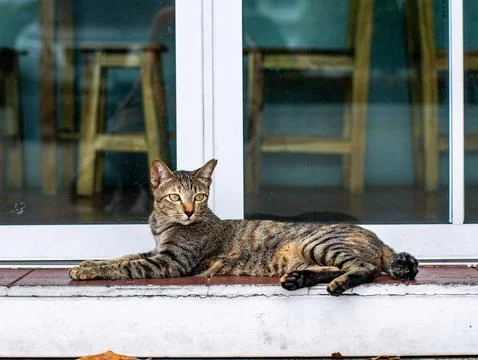 Tabby Cat Resting on Windowsill with Reflection Background, Cozy Domestic A.. Fotos Stock