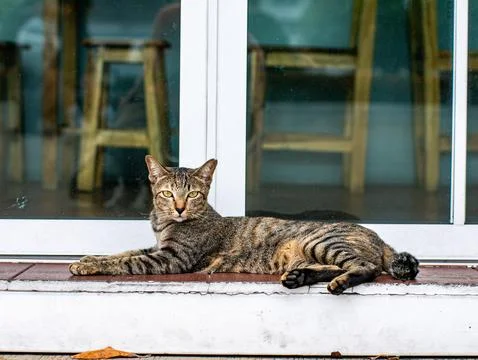 Tabby Cat Resting on Windowsill with Reflection Background, Cozy Domestic A.. 写真素材