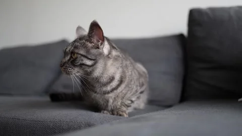 Tabby cat rests on a dark gray couch with half-closed eyes and relaxed body lang Stock Footage 312677335