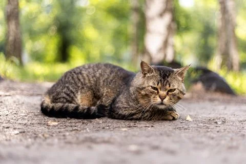 A tabby cat rests on the ground in a sun-dappled forest clearing Fotos de archivo