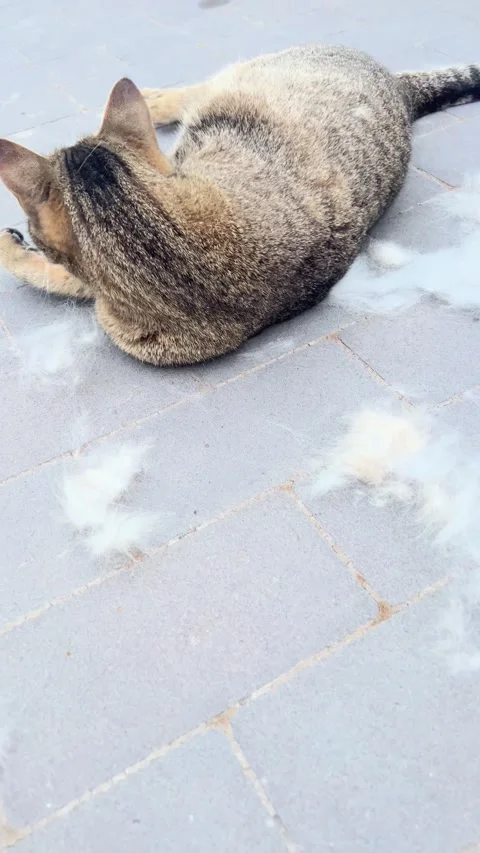 Tabby cat rolling and stretching on paving stones with loose fur tufts Stockbeeldmateriaal 347826097