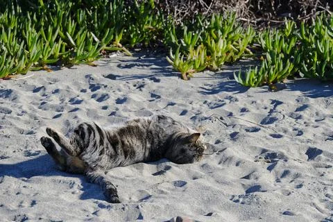 A tabby cat is rolling in the sand at the beach Stock Photos