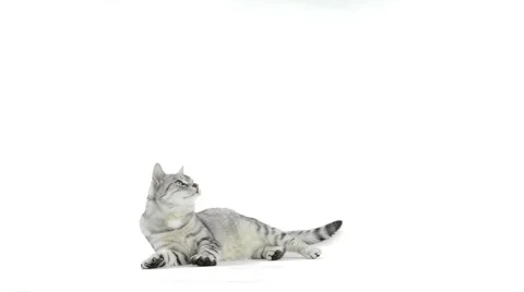 Tabby cat rollover want to play Stock Footage 49927311