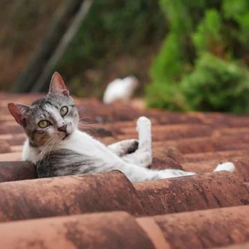 Tabby cat on the rooftop Stock Photos
