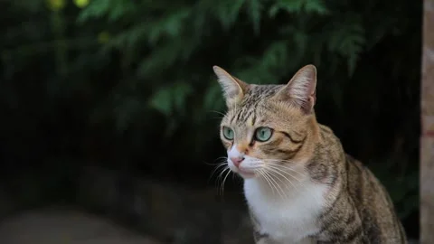 A Tabby Cat Rubbing His Chick to Mark Territory with Its Scent Glands Stock Footage 132245691