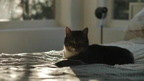 Tabby cat safe at home slow motion 4K Stock Footage 252230274