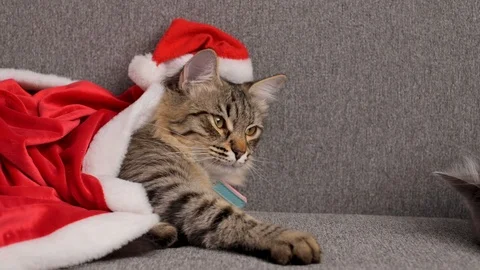 Tabby cat in santa claus clothes Stock Footage