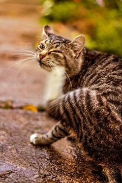 Tabby cat scratched with selective sharpness and blurry background Фото