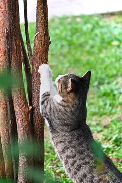 Tabby cat scratching tree trunk photo stock Fotos Stock