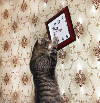 A tabby cat is setting the hands of a clock hanging on the wall Stock Photos
