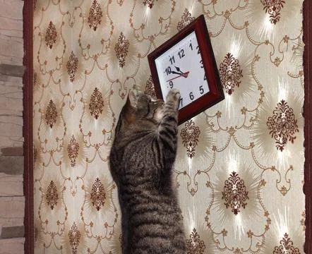 A tabby cat is setting the hands of a clock hanging on the wall Stock Photos