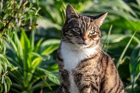 Tabby cat with a sharp gaze, white chest, perched amidst greenery, exuding Stock Photos