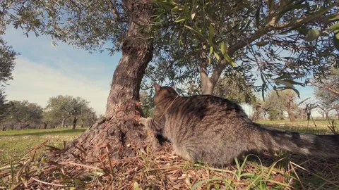 Tabby Cat Sharpening Claws on Olive Tree Trunk in Sunny Grove Stock Footage 346073455