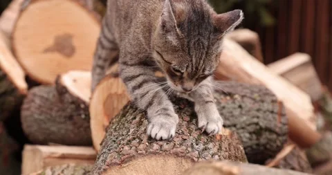 Tabby cat sharpens its claws on the trunk of the tree stump in the garden Stock Footage 153474707