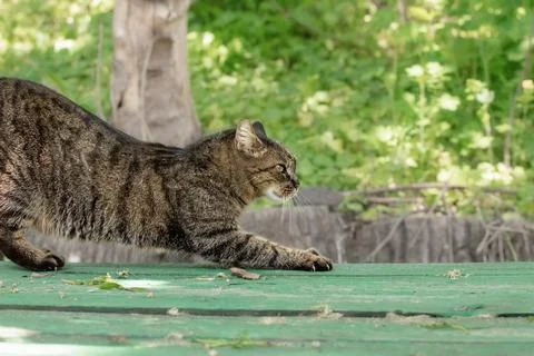 A tabby cat sharpens its claws on a wooden bench on the street.Natural instin Stock Photos