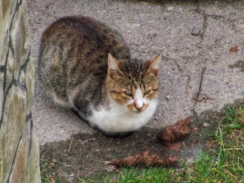 Tabby Cat on Sidewalk Stock Photos