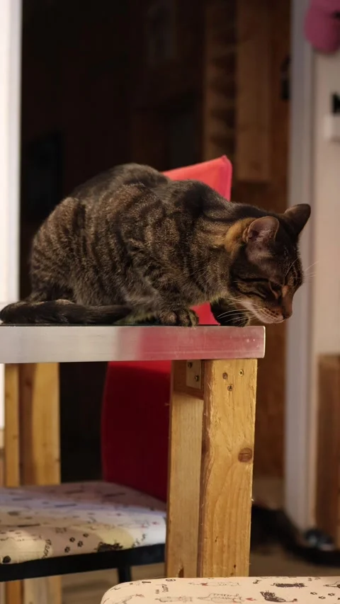 Tabby cat sits freely on table in cat cafe where pets can relax anywhere Vídeo Stock 346974447