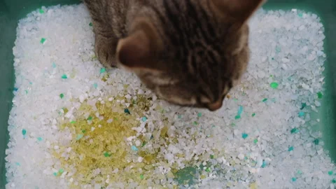 Tabby cat sitting angry upset in litter bow Stock-Footage 242590196