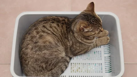 Tabby cat sitting angry upset in litter bow Stock-Footage 242590207