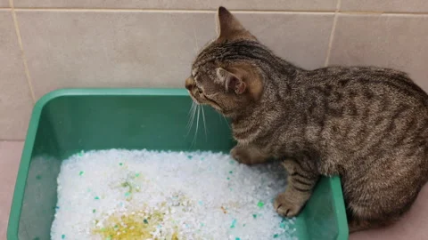 Tabby cat sitting angry upset in litter bow 動画素材 242590211