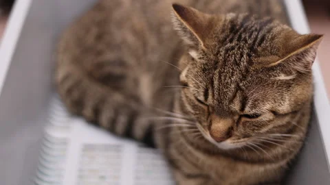 Tabby cat sitting angry upset in litter bow Stock-Footage 242590224