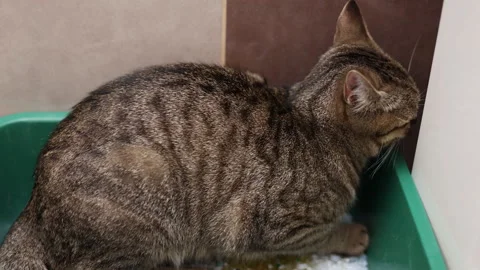 Tabby cat sitting angry upset in litter bow Stock-Footage 242590329