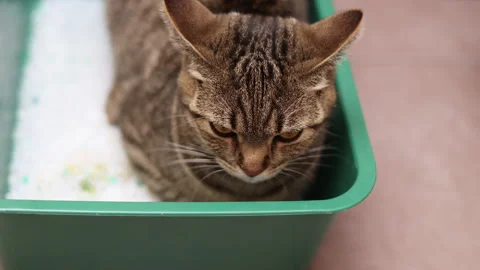 Tabby cat sitting angry upset in litter bow Stock-Footage 242590368