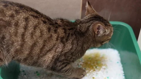 Tabby cat sitting angry upset in litter bow Stock-Footage 242590375