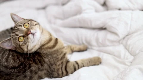 Tabby cat sitting on bed blanket grooming cleaning itself,yawning or sleeping Video stock 239301414