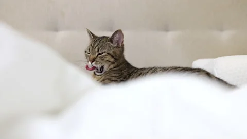 Tabby cat sitting on bed blanket grooming cleaning itself,yawning or sleeping Video stock 239301764