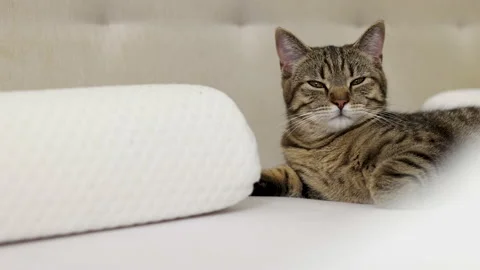 Tabby cat sitting on bed blanket grooming cleaning itself,yawning or sleeping Video stock 239301834