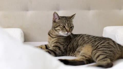 Tabby cat sitting on bed blanket grooming cleaning itself,yawning or sleeping Video stock 239301887