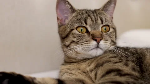 Tabby cat sitting on bed blanket grooming cleaning itself,yawning or sleeping Video stock 239301958