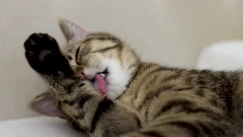 Tabby cat sitting on bed blanket grooming cleaning itself,yawning or sleeping Video stock 239301968