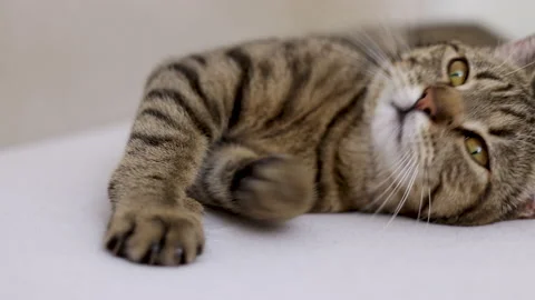 Tabby cat sitting on bed blanket grooming cleaning itself,yawning or sleeping Video stock 239302003